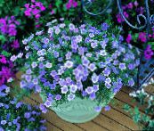 фотографија Баштенске Цветови Куп Цвет, Nierembergia светло плава