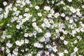 foto Dārza Ziedi Kauss Ziedu, Nierembergia balts