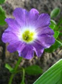 photo les fleurs du jardin Nolana lilas