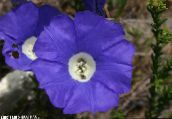 fotografija Vrtno Cvetje Nolana modra