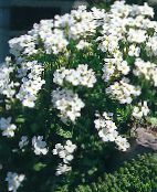 photo Garden Flowers Aubrieta, Rock Cress white