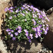 photo les fleurs du jardin Aubrieta, Arabette lilas