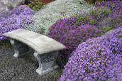 photo les fleurs du jardin Aubrieta, Arabette lilas