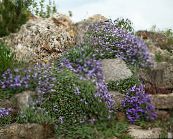 photo les fleurs du jardin Aubrieta, Arabette bleu ciel
