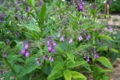 foto Gartenblumen Beinwell, Symphytum flieder