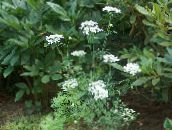fotografie Záhradné kvety Minoan Čipky, Biela Čipka Kvet, Orlaya biely