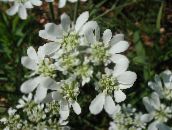 Minószi Csipke, Fehér Csipke Virág