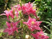 foto Tuin Bloemen Akelei Flabellata, Europese Akelei, Aquilegia roze