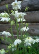 photo les fleurs du jardin Ancolie Flabellata, Ancolie Européen, Aquilegia blanc