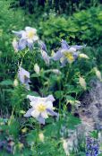φωτογραφία Λουλούδια κήπου Columbine Flabellata, Ευρωπαϊκό Columbine, Aquilegia γαλάζιο