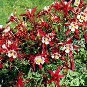 fotoğraf Bahçe çiçekleri Kumru Flabellata, Avrupa Kumru, Aquilegia kırmızı