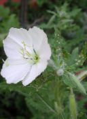 fénykép Kerti Virágok Fehér Boglárka, Sápadt Ligetszépe, Oenothera fehér
