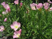 снимка Градински цветове Бяло Лютиче, Бледо Вечерна Иглика, Oenothera розов