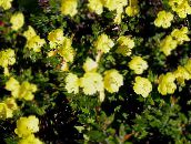 photo les fleurs du jardin Onagre, Oenothera fruticosa jaune