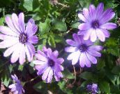 fotografie Zahradní květiny Gerbery, Mys Sedmikráska, Osteospermum šeřík