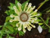 foto Have Blomster Afrikanske Daisy, Cape Daisy, Osteospermum gul