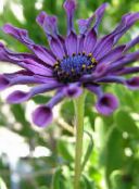 purple African Daisy, Cape Daisy