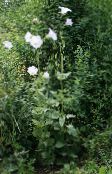 φωτογραφία Λουλούδια κήπου Ostrowskia, Ostrowskia magnifica λευκό