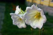 φωτογραφία Λουλούδια κήπου Ostrowskia, Ostrowskia magnifica λευκό