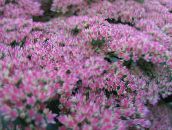 φωτογραφία Λουλούδια κήπου Επιδεικτικός Stonecrop, Hylotelephium spectabile πασχαλιά