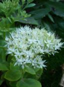 foto Flores do Jardim Stonecrop Showy, Hylotelephium spectabile branco