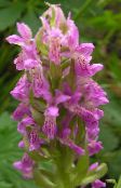 pink Marsh Orchid, Spotted Orchid