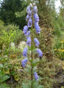 zdjęcie Ogrodowe Kwiaty Tojad Napellus, Aconitum jasnoniebieski