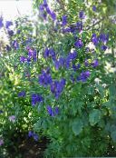 foto I fiori da giardino Monkshood, Aconitum blu