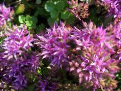 foto I fiori da giardino Stonecrop, Sedum lilla