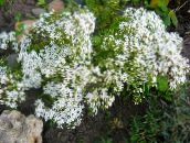 foto Flores do Jardim Stonecrop, Sedum branco