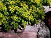 fotografija Vrtno Cvetje Stonecrop, Sedum rumena