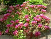 foto Flores do Jardim Stonecrop, Sedum rosa
