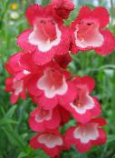foto Vrtne Cvjetovi Podnožje Penstemon, Čestar Penstemon, Bunchleaf Penstemon, Penstemon x hybr, crvena