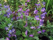 foto Flores do Jardim Foothill Penstemon, Penstemon Chaparral, Bunchleaf Penstemon, Penstemon x hybr, roxo