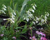 fotografie Zahradní květiny Východní Penstemon, Chlupatý Beardtongue bílá