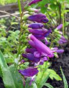 foto Dārza Ziedi Austrumu Penstemon, Matains Beardtongue purpurs