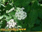 fotografie Záhradné kvety Egyptský Hviezda Kvetina, Egyptský Hviezdokopa, Pentas biely