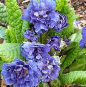 bilde Hage Blomster Primrose, Primula blå