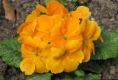 фото Садовые цветы Примула, Primula оранжевый