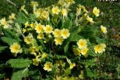 снимка Градински цветове Безстъблена Иглика, Primula жълт