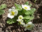 снимка Градински цветове Безстъблена Иглика, Primula бял