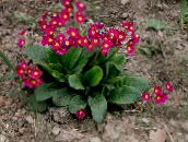 fotografie Zahradní květiny Petrklíč, Primula červená