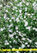 foto Flores do Jardim Tunicflower, Petrorhagia branco