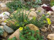 foto I fiori da giardino Cesto D'oro, Alyssum giallo