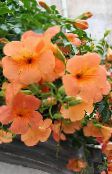 fotografie Zahradní květiny Petúnie, Petunia oranžový