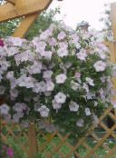 photo les fleurs du jardin Pétunia, Petunia blanc