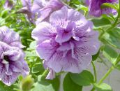 foto Have Blomster Petunia lilla
