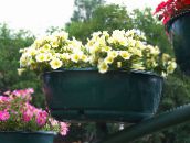 фото Садові Квіти Петунія, Petunia жовтий
