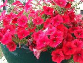 foto Flores de jardín Petunia rojo