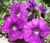 fotografie Záhradné kvety Petúnie, Petunia fialový